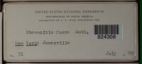 Stemonitis fusca image